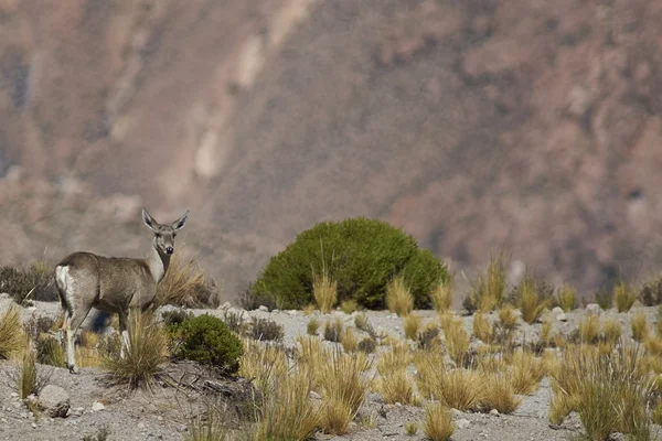 North Andes herten — Stockfoto