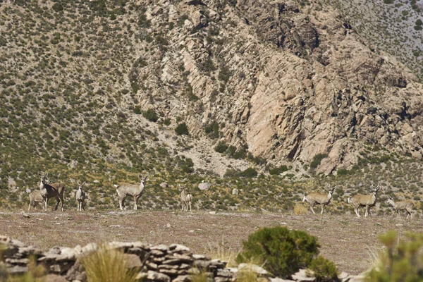 Ciervo andino del norte —  Fotos de Stock