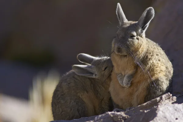ภูเขา Viscacha Snuggling — ภาพถ่ายสต็อก