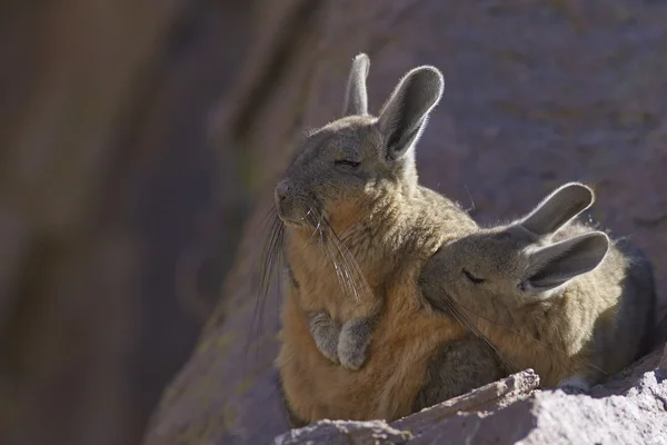 ภูเขา Viscacha Snuggling — ภาพถ่ายสต็อก