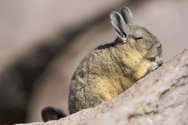 Berg Viscacha in het Nationaal Park van Lauca — Stockfoto