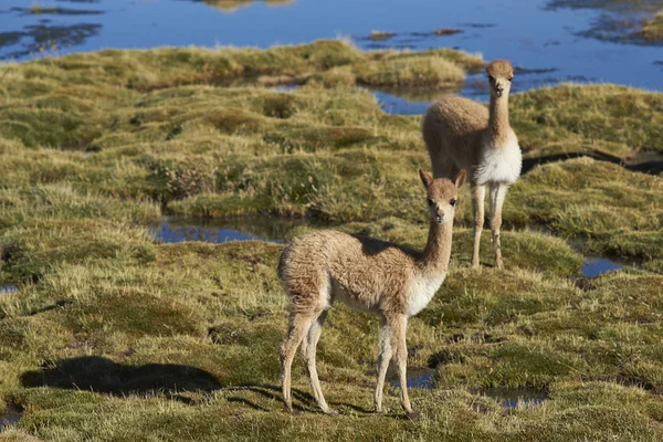 Jovem Vicuna no Altiplano — Fotografia de Stock