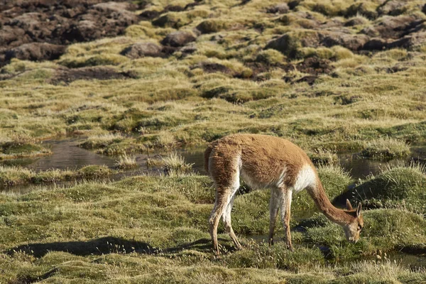 Volwassen Vicuña grazen op de Altiplano — Stockfoto
