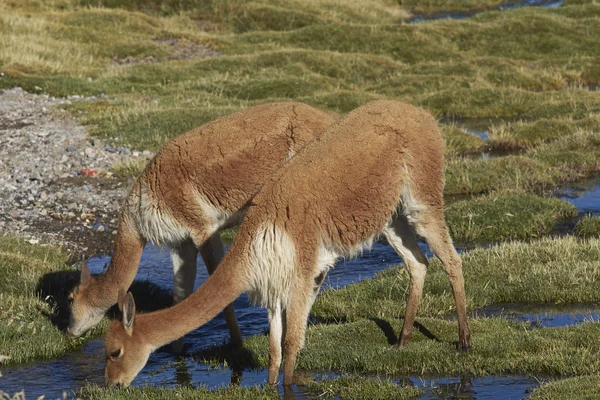 Volwassen Vicuña grazen op de Altiplano — Stockfoto