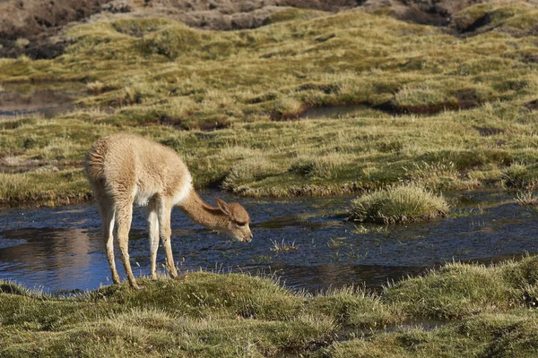 Bebek Vicuna otlatma — Stok fotoğraf