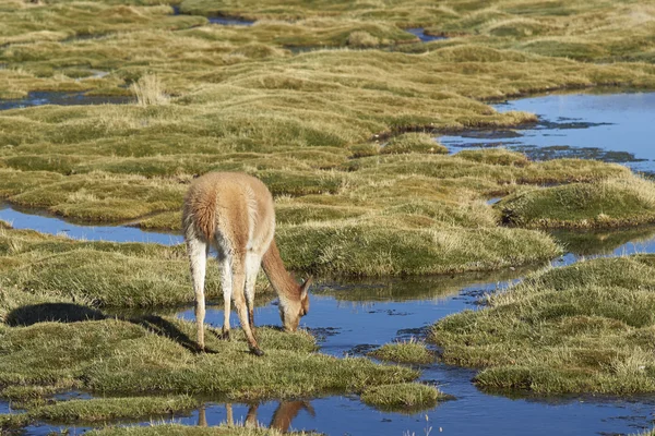 Baby Vicuña begrazing — Stockfoto