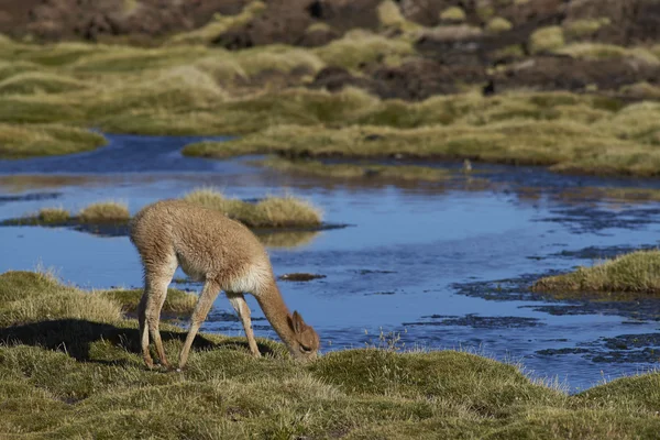 Bebek Vicuna otlatma — Stok fotoğraf