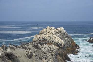 Guano Şili sahil buzlu kaplı