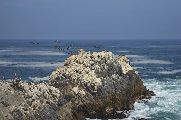 Guano Covered Rocks on the Coast of Chile — Stock Photo, Image