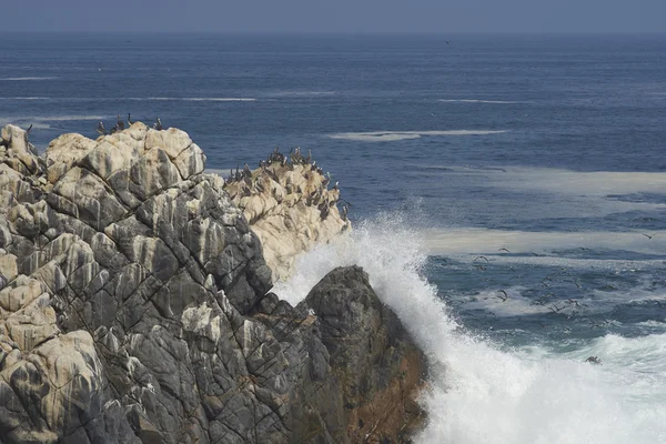 Guano Covered Rocks on the Coast of Chile — Stock Photo, Image