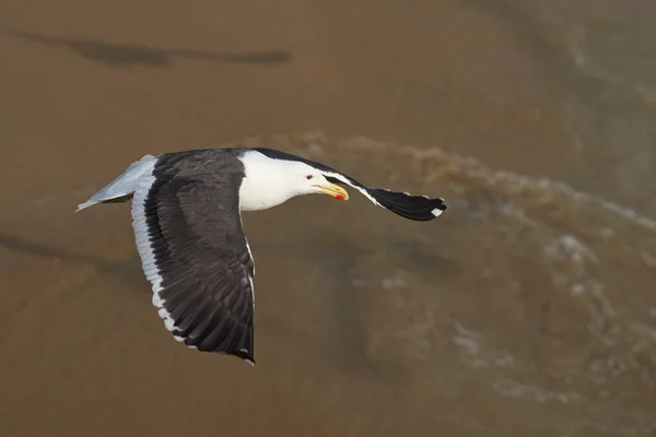 Kelp Gull Larus Dominicanus Vlucht Zee Vismarkt Unesco Werelderfgoedstad Valparaiso — Stockfoto