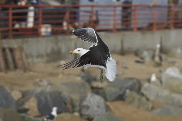 Kelpmeeuw op de vismarkt in Valparaíso, Chili — Stockfoto