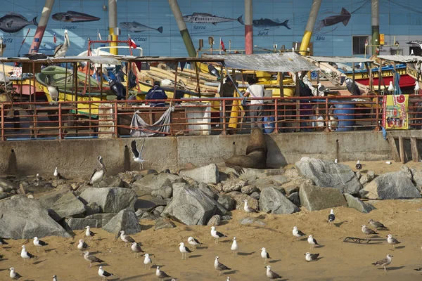 Mercado de pescado en Valparaíso, Chile — Foto de Stock