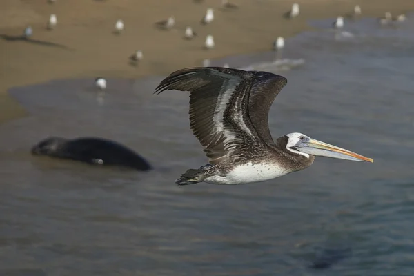 Pelican in volo — Foto Stock