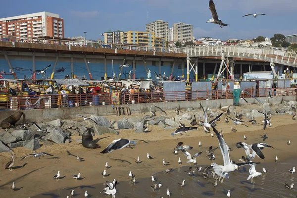 Ψαραγορά στο Valparaiso, Χιλή — Φωτογραφία Αρχείου