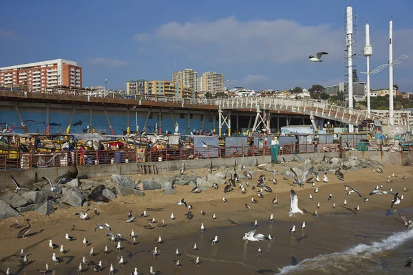 Ψαραγορά στο Valparaiso, Χιλή — Φωτογραφία Αρχείου