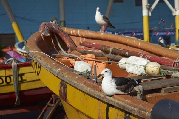 Kelp Gulls en el mercado de pescado —  Fotos de Stock