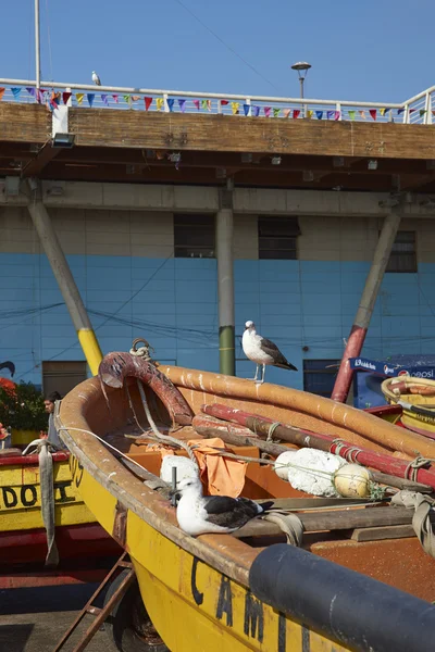 Kelp Gulls na targu rybnego — Zdjęcie stockowe