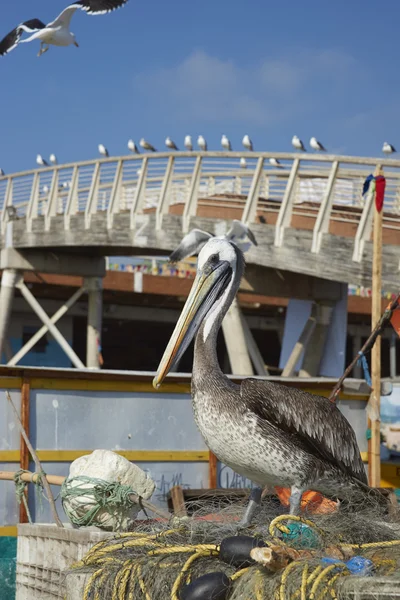 Peru Pelikan Balık Pazarı'nda — Stok fotoğraf