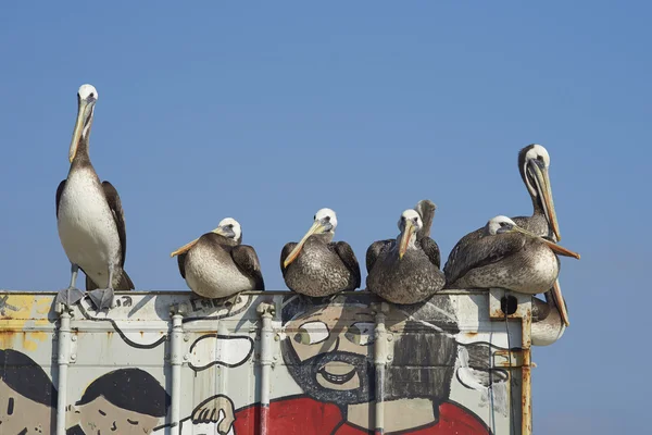 Peruansk pelikaner på fiskmarknaden — Stockfoto