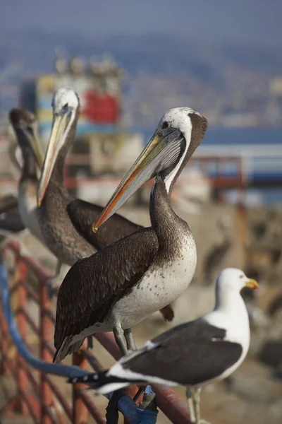 Aves marinhas no mercado de peixes — Fotografia de Stock