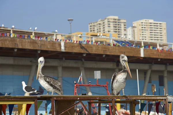 I pelicani peruviani al mercato del pesce — Foto Stock