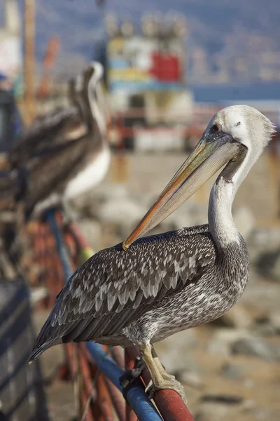 Pelikan peruwiański w porcie rybackim — Zdjęcie stockowe