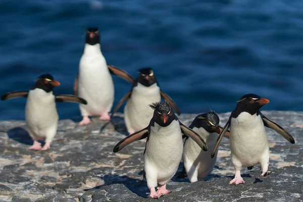 Rockhopper Penguins Eudyptes Chrysocome 回到福克兰群岛Bleaker岛悬崖上的殖民地 — 图库照片