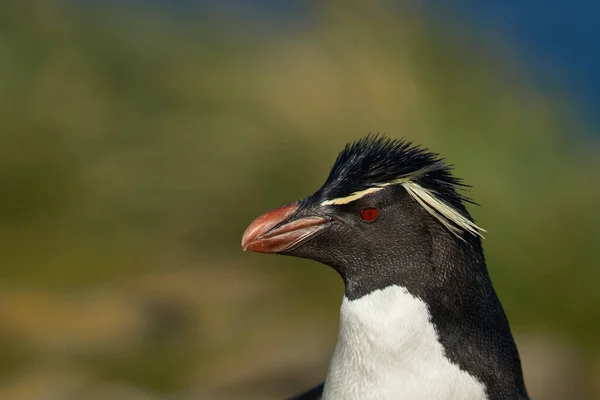 Portret Pingwina Rockhopperskiego Eudyptes Chrysocome Klifach Wyspy Bleaker Falklandach — Zdjęcie stockowe