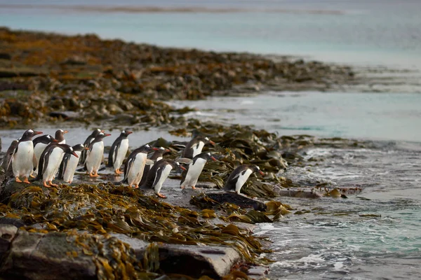 Gentoo Penguin Pygoscelis Papua Brzy Ráno Moři Skalnaté Pláži Poseté — Stock fotografie