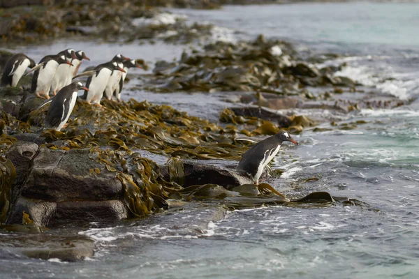 Gentoo Penguin Pygoscelis Papua Brzy Ráno Moři Skalnaté Pláži Poseté — Stock fotografie