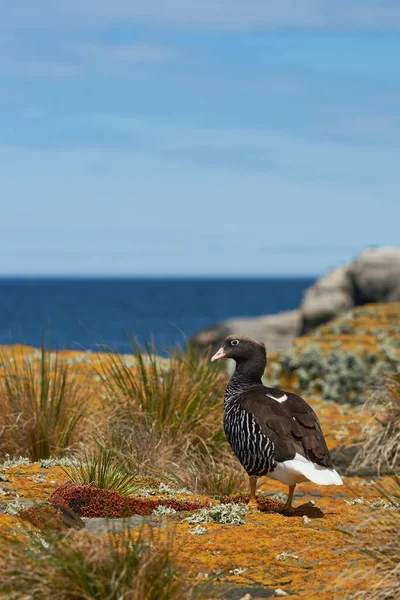 Vrouwelijke Kelp Gans Chloephaga Hybrida Malvinarum Een Korstmos Bedekte Klif — Stockfoto