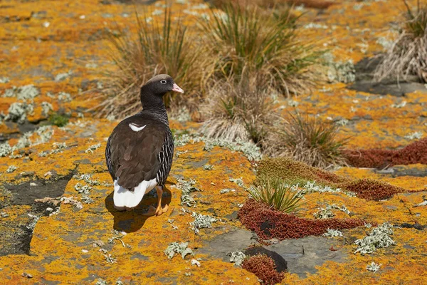 Vrouwelijke Kelp Gans Chloephaga Hybrida Malvinarum Een Korstmos Bedekte Klif — Stockfoto