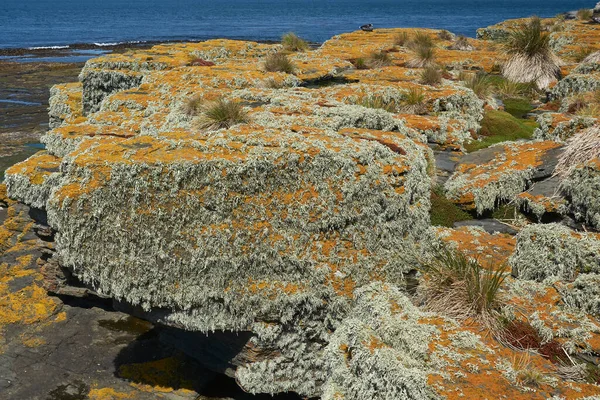 Coloridos Líquenes Plantas Que Cubren Costa Rocosa Isla Bleaker Las — Foto de Stock