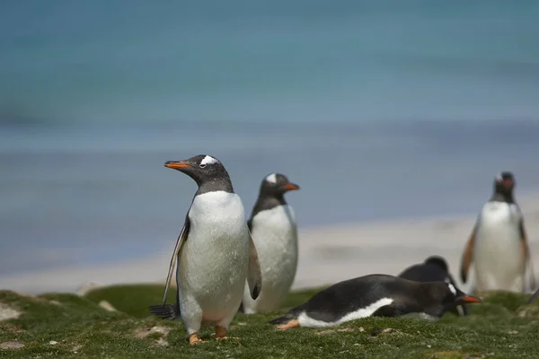 Πιγκουίνοι Gentoo Pygoscelis Papua Χλοώδη Βοσκότοπο Στο Νησί Bleaker Στις — Φωτογραφία Αρχείου