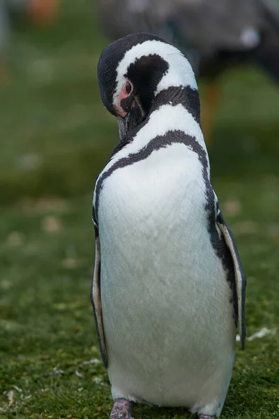 Magellanští Tučňáci Spheniscus Magellanicus Pastvinách Ostrova Bleaker Falklandských Ostrovech — Stock fotografie