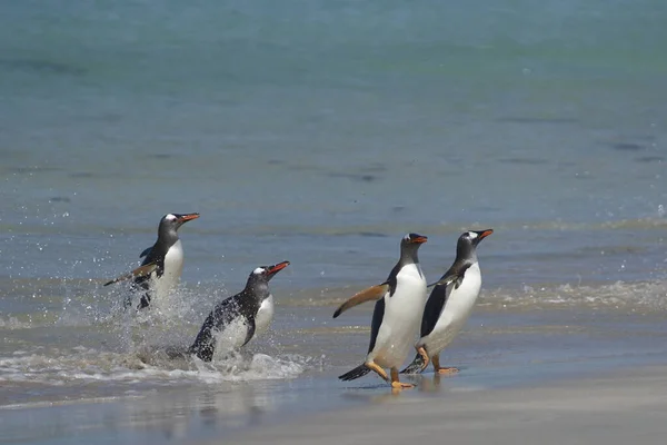 Gentoo Penguins Pygoscelis Papua Que Desembarcan Después Día Alimentación Mar —  Fotos de Stock