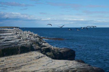 Falkland Adaları 'ndaki Bleaker Adası kıyısı boyunca uçan King Cormorant (Phalacrocorax atriceps albiventer). Kayalıklarda büyük bir kuş grubu..