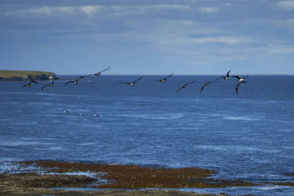 King Cormorant Phalacrocorax Atriceps Albiventer Volando Largo Costa Bleaker Island — Foto de Stock