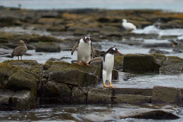 Gentoo Penguin Pygoscelis Papua Dirigeant Vers Mer Tôt Matin Sur — Photo