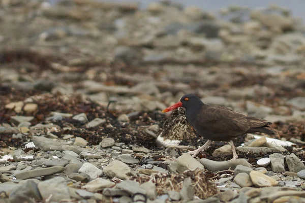 Schwarzer Austernfischer Haematopus Ater Einem Kieselstrand Auf Bleaker Island Auf — Stockfoto