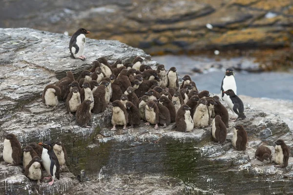 Νεοσσοί Rockhopper Penguin Eudyptes Chrysocome Συνωστίζονται Μαζί Μια Ρωγμή Στο — Φωτογραφία Αρχείου