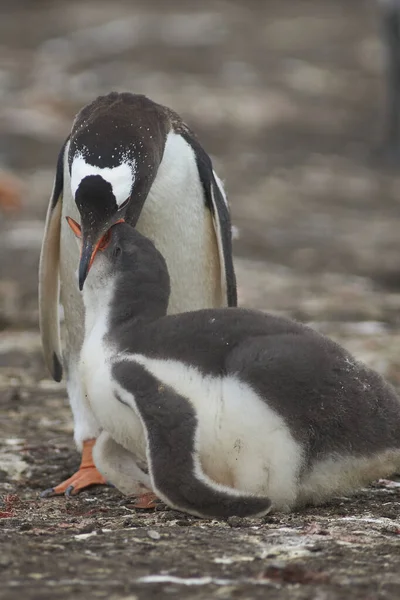 Gentoo Penguin Pygoscelis Papua Regurgitating Food Feed Its Chick Bleaker — Stock Photo, Image