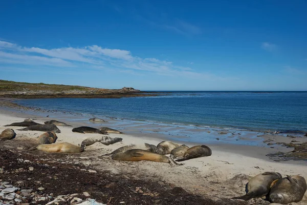 Selos Elefantes Sul Mirounga Leonina Costa Ilha Carcaça Nas Ilhas — Fotografia de Stock