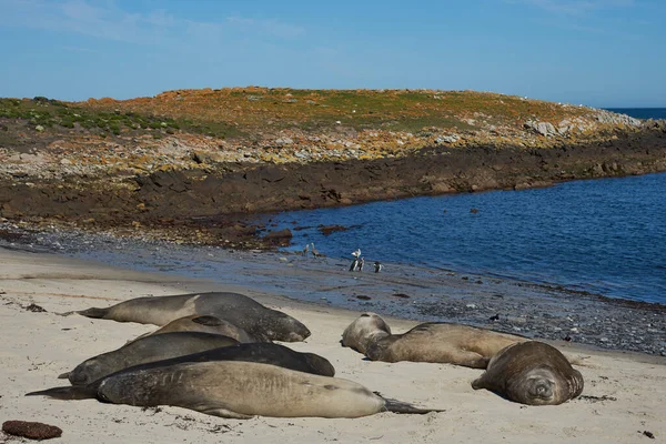 Selos Elefantes Sul Mirounga Leonina Costa Ilha Carcaça Nas Ilhas — Fotografia de Stock