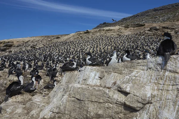 Velká Chovná Kolonie Imperial Shag Phalacrocorax Atriceps Albiventer Pobřeží Ostrova — Stock fotografie