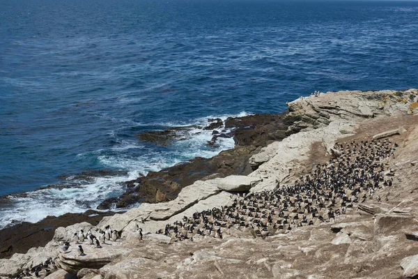 Grande Colonie Reproduction Imperial Shag Phalacrocorax Atriceps Albiventer Sur Côte — Photo