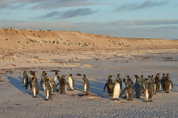 King Penguins Aptenodytes Patagonicus Amanecer Una Playa Arena Volunteer Point —  Fotos de Stock