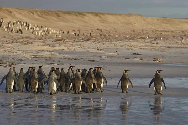Tučňáci Královští Aptenodytes Patagonicus Úsvitu Písečné Pláži Dobrovolnickém Místě Falklandských — Stock fotografie