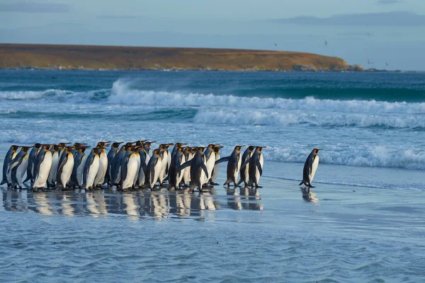 Groep Koningspinguïns Aptenodytes Patagonicus Komt Zee Bij Volunteer Point Falklandeilanden — Stockfoto